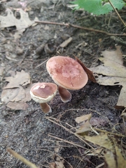 Gyroporus purpurinus