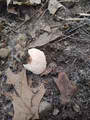Gyroporus purpurinus