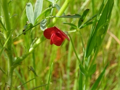 Lathyrus cicera