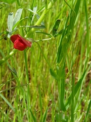 Lathyrus cicera