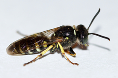 Aphilanthops frigidus