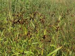 Scirpus atrovirens