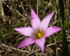 Romulea rosea australis