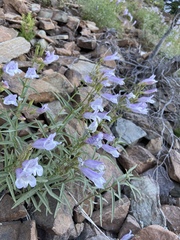 Penstemon lyallii