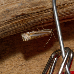 Crambus laqueatellus
