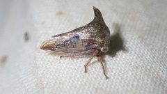 Sundarion marmoratum