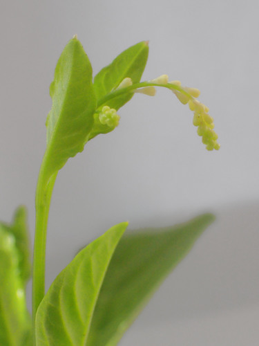 Microtea debilis