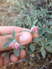 Symphoricarpos rotundifolius parishii