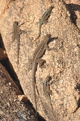 Oplurus grandidieri