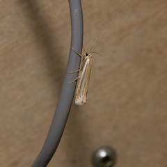 Crambus laqueatellus