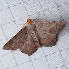 Macaria distribuaria