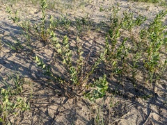 Salix cordata