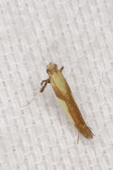 Caloptilia superbifrontella