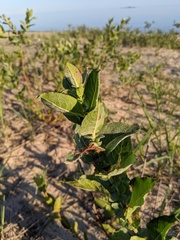 Salix cordata