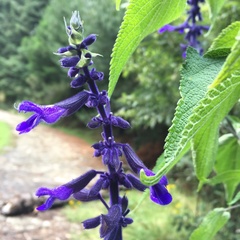 Salvia concolor