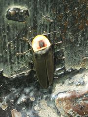 Photinus extensus
