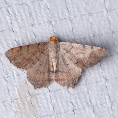 Macaria distribuaria