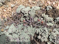 Castilleja cinerea