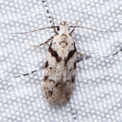 Pseudotelphusa palliderosacella