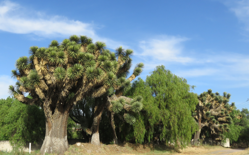 tree yucca