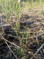 Artemisia campestris caudata