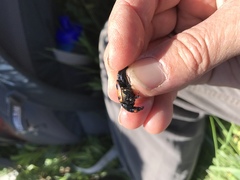 Nicrophorus guttula