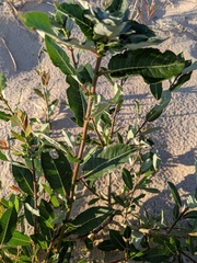 Salix myricoides