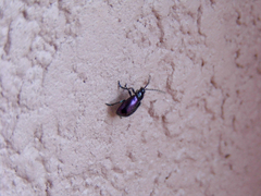 Alticina
