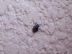 Alticina