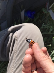 Nicrophorus guttula