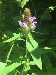 Prunella vulgaris lanceolata