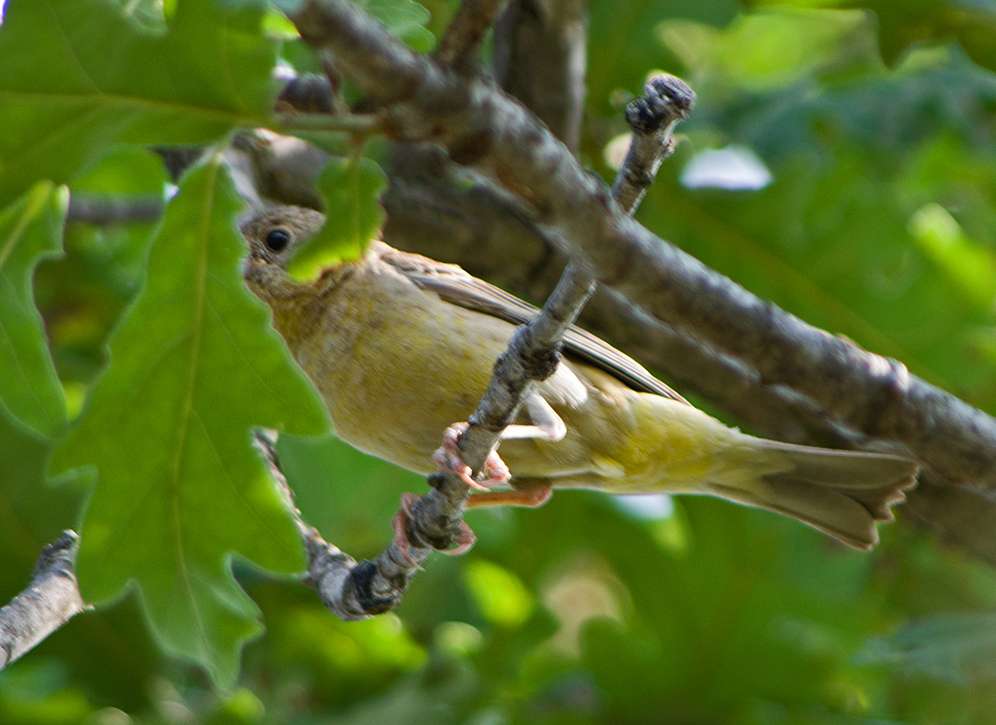 Black-headed Bunting