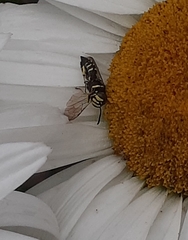 Aphilanthops frigidus