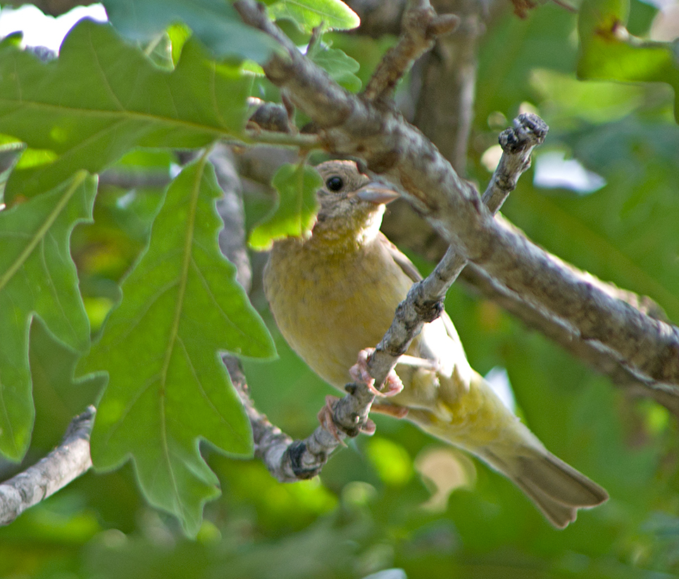 Black-headed Bunting