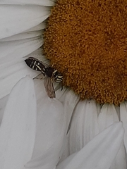 Aphilanthops frigidus