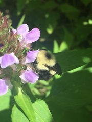 Prunella vulgaris lanceolata