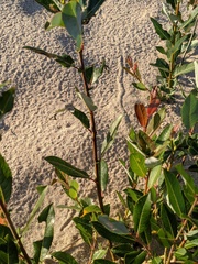 Salix myricoides