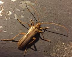 Ortholeptura valida