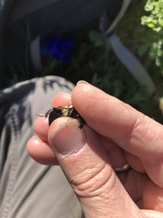 Nicrophorus guttula