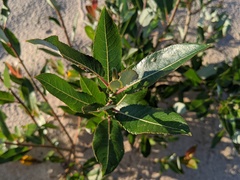 Salix myricoides