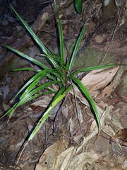Apostasia wallichii