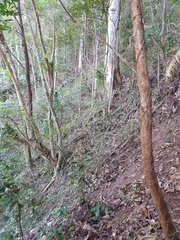 Apostasia wallichii