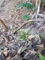 Apostasia wallichii