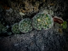 Mammillaria mathildae