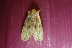 Lithophane hemina