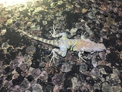 Cophosaurus texanus scitulus