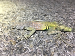 Cophosaurus texanus scitulus