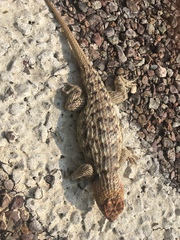 Sceloporus bimaculosus