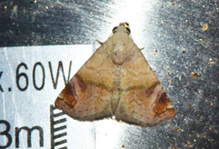 Eublemma apicimacula