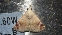 Eublemma apicimacula